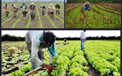 NO SÓLO DE PAN de estrategias inteligentes y colectivas