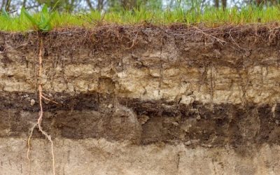NO SóLO DE PAN… De adelantarse al depredador.